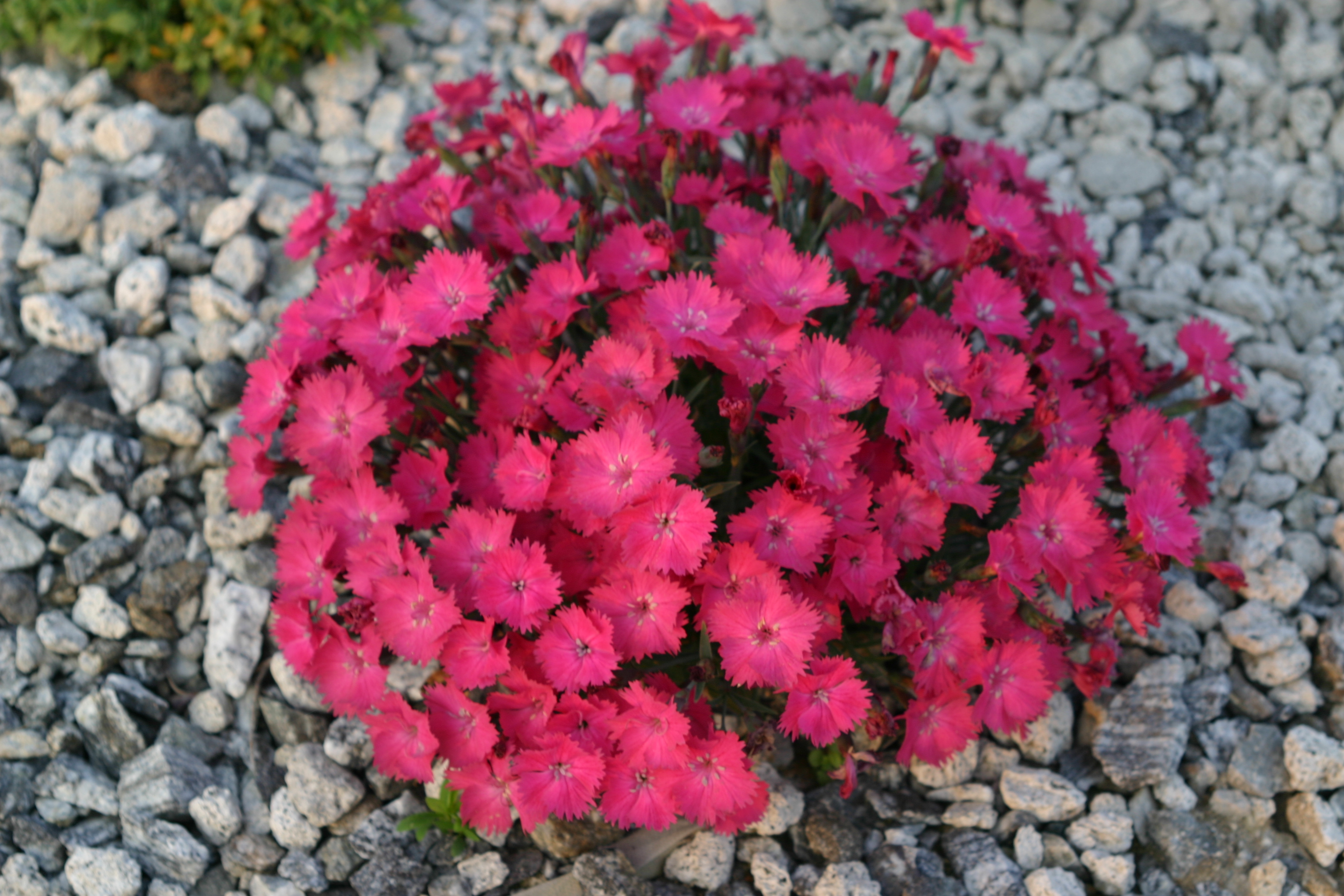 Dianthus ‘Vivid Bright Light’